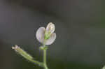 Sticky jointvetch